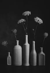 Monochrome Botanical Still Life