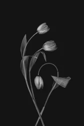 Monochrome Tulip Grace