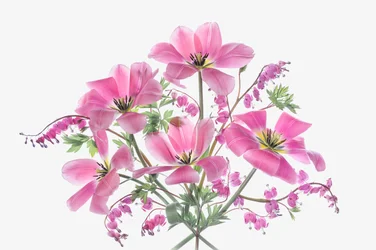 Pink Spring Flowers
