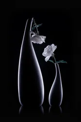 Shadow Vases White Roses