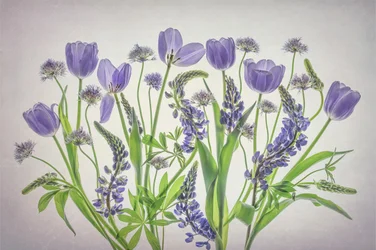 Soft Purple Blooms