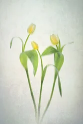 Soft Yellow Tulips