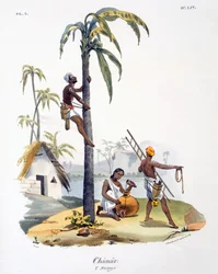 A Man of the Nadar caste climbing a palm tree