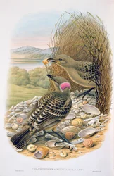 Chlamydera Nuchalis, Great or Great Grey Bowerbird