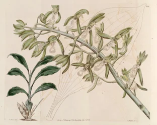 Illustration of Catasetum Cristatum