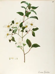Flowering Dogwood