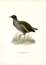 Common Moorhen