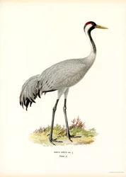 Crane