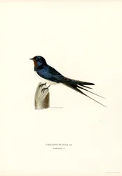House Swallow