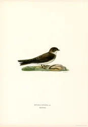 Sand Martin