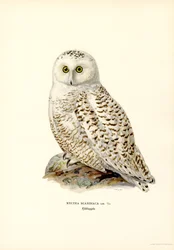 Arctic Owl