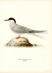 Arctic Tern