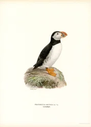Atlantic Puffin