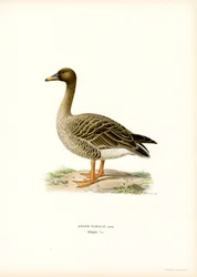 Bean Goose