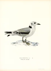Black-legged Kittiwake