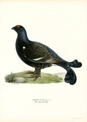 Black Grouse
