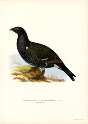 Black Grouse, Western Capercaillie