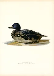 Black Scoter