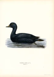 Black Scoter