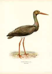 Black Stork
