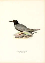 Black Tern
