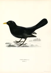 Blackbird
