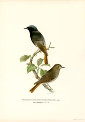 Blackstart