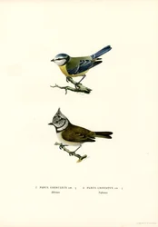 Blue Tit