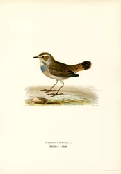 Bluethroat