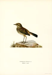 Bluethroat