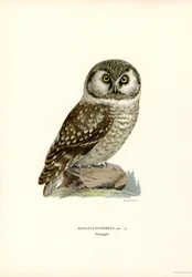 Boreal Owl
