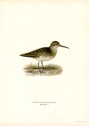 Broad-billed Sandpiper