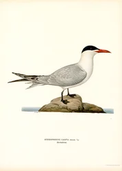 Caspian tern