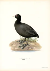 Common Coot
