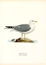 Common Gull