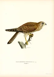 Common Kestrel