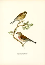 Common Linnet