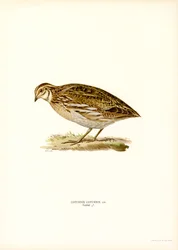 Common Quail
