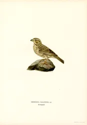 Corn Bunting