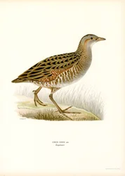 Corn Crake