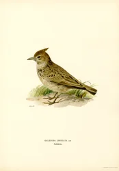 Crested Lark