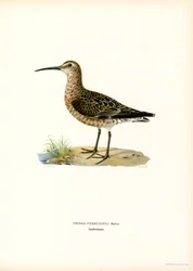 Curlew Sandpiper