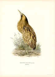 Eurasian Bittern