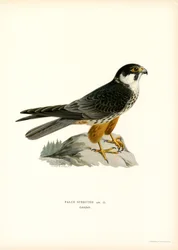Eurasian Hobby