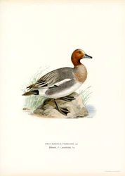 Eurasian Wigeon