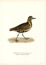 European Golden Plover