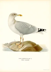 European Herring Gull
