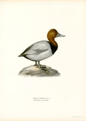 European Pochard