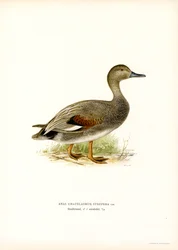 Gadwall