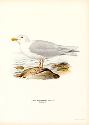 Glaucous Gull